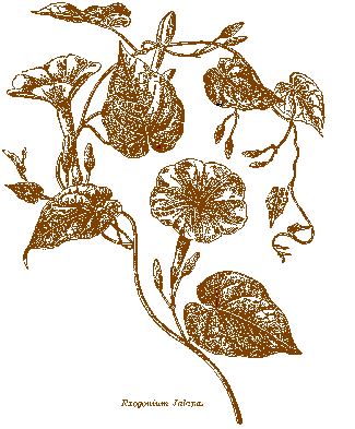 Jalap plant